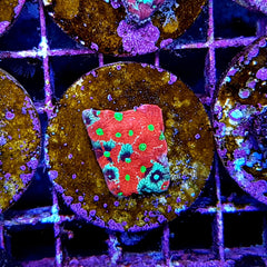 Favites pentagona (Premium) (frag)