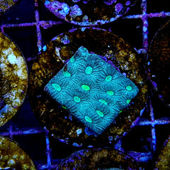 Favites pentagona (Premium) (frag)