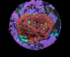 Platygyra sp. (Ultra) (DJM Frag) o 357
