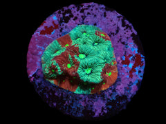 Favites pentagona (Ultra) (DJM frag) pb 191