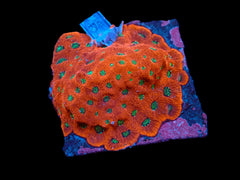 Favites pentagona (Ultra) (M) pb 616
