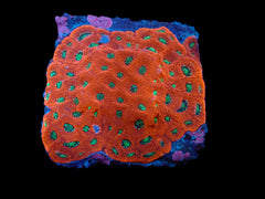 Favites pentagona (Ultra) (M) pb 627