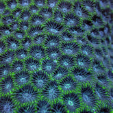 Favites spp. (Green)