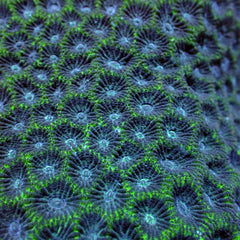 Favites spp. (Green)