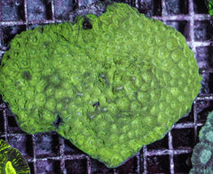 Favites spp. (Green)