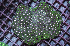 Favites spp. (Green)