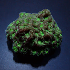 Favites spp. (Green)