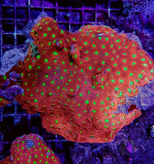 Favites spp. (Premium)