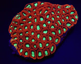 Favites spp. (Premium)