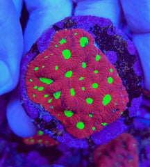 Favites spp. (Premium) (frag)