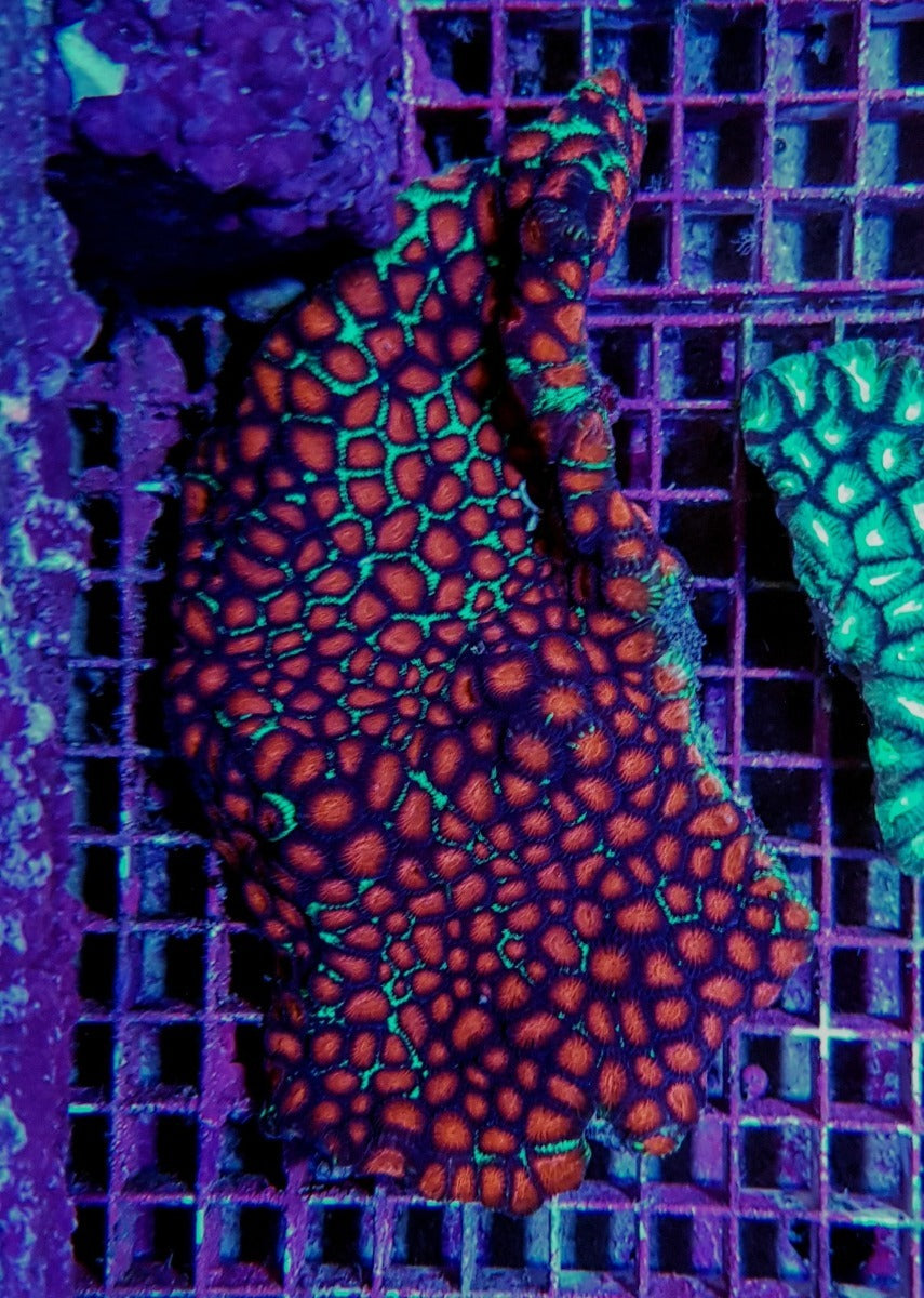 Favites spp. (Red)