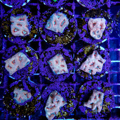 Favites spp. (Red) (frag)