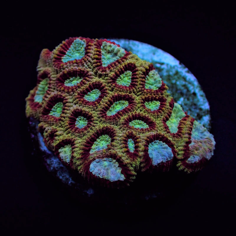 Favites spp. (Ultra) (frag)