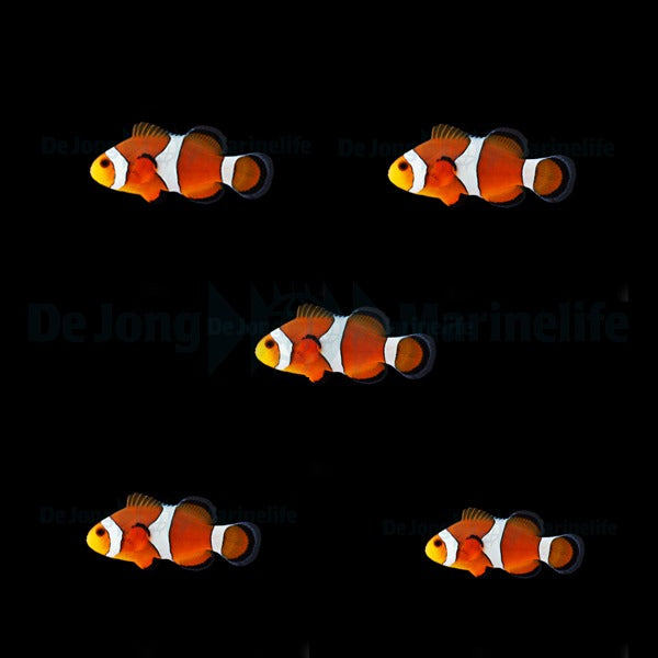 DJM bred fish package 10 (Ocellaris)