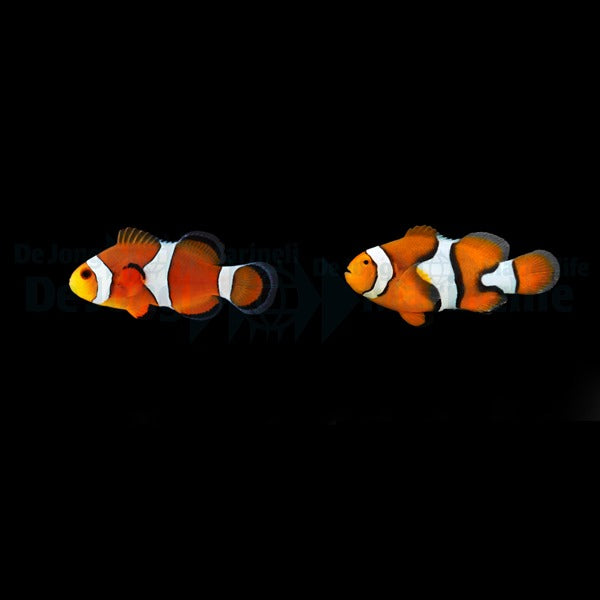 DJM bred fish package 11 (Ocellaris-Percula)