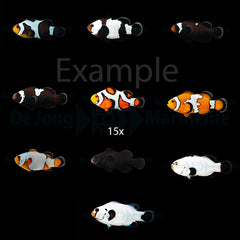 DJM bred fish package 12 (Designers)