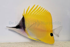 Forcipiger flavissimus