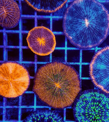 Cycloseris spp. (Premium)