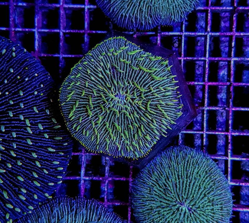 Fungia spp. (Green Edge)