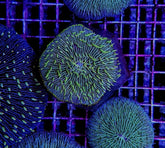 Fungia spp. (Green Edge)