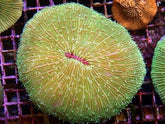 Fungia spp. (Green Edge)