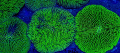 Fungia spp. (Green Edge)