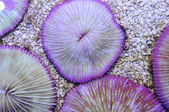 Fungia spp. (Pink Edge)