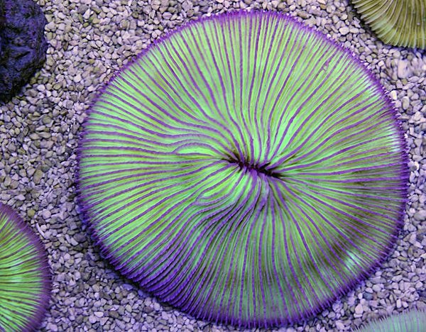 Fungia spp. (Pink Edge)