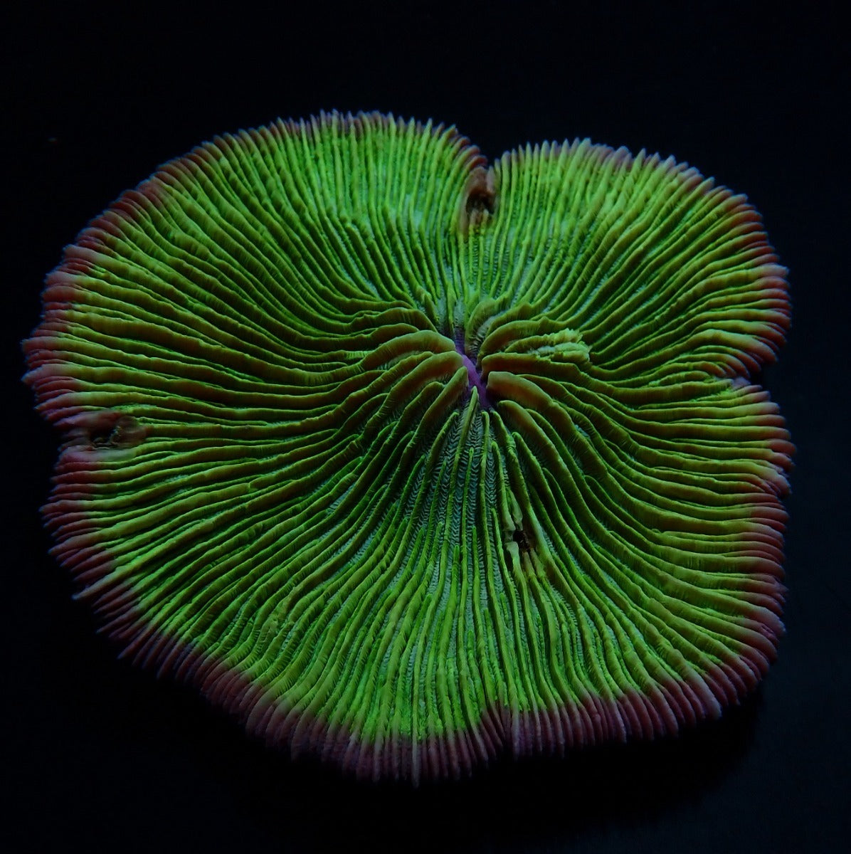 Fungia spp. (Pink Edge)