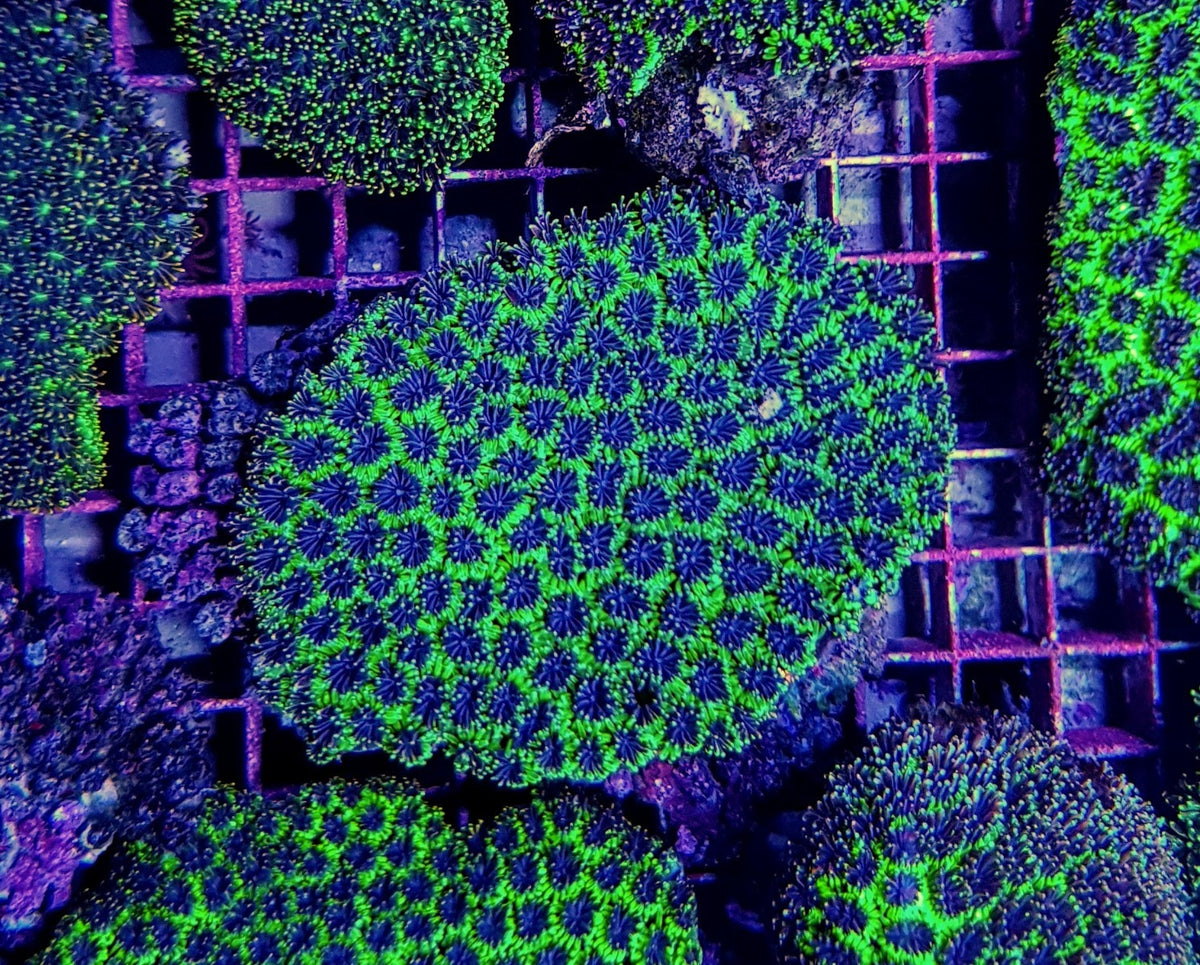 Galaxea spp. (Green)