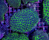 Galaxea spp. (Green)