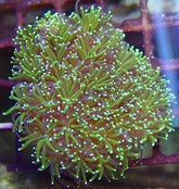 Galaxea spp. (Green) (frag)