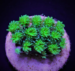 Galaxea spp. (Green) (frag)