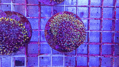 Galaxea spp. (Orange-Rainbow) (frag)