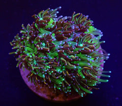 Galaxea spp. (Orange-Rainbow)