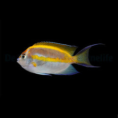 Genicanthus bellus (male)