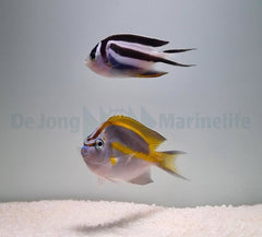 Genicanthus bellus (pair)