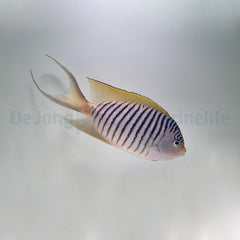 Genicanthus melanospilos (male)