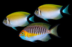 Genicanthus semifasciatus (trio)