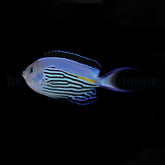 Genicanthus watanabei (male)