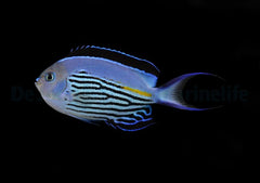 Genicanthus watanabei (male)