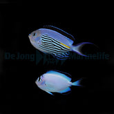 Genicanthus watanabei (pair)