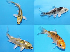 Cyprinus carpio Koi mix 10-12 cm
