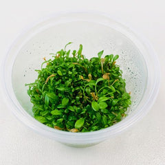 Glossostigma elantinoides in cup100 cc @