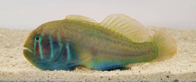Gobiodon histrio