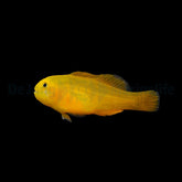 Gobiodon okinawae - DJM Bred