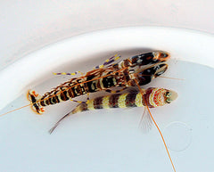 Amblyeleotris wheeleri + Alpheus spp.