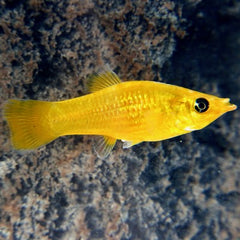 Poec.sphenops Molly golddust M