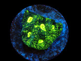 Goniastrea spp. (Premium) (frag)