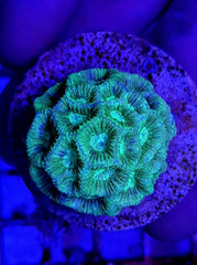 Goniastrea spp. (Green) (frag)